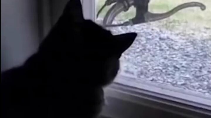 cute cats