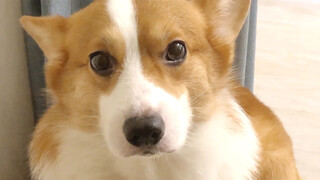 A Corgi Who Refuses Dog Food for 2 Days