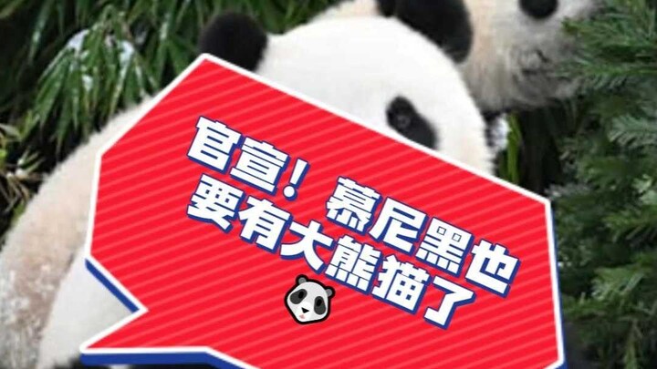 Official Announcement: Munich Will Also Have Giant Pandas 🐼 China’s “National Treasure” Has Settled 