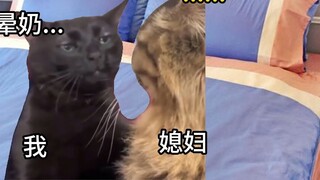【قطة ميم】 اجتماع تبادل أوضاع النوم بين الزوجين