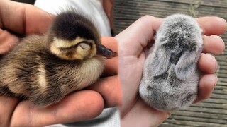 AWW SO CUTE! Cutest baby animals Videos Compilation Cute moment of the Animals - Cutest Animals #7