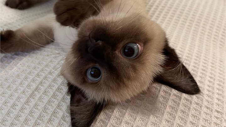 It let out a woof-woof sound.