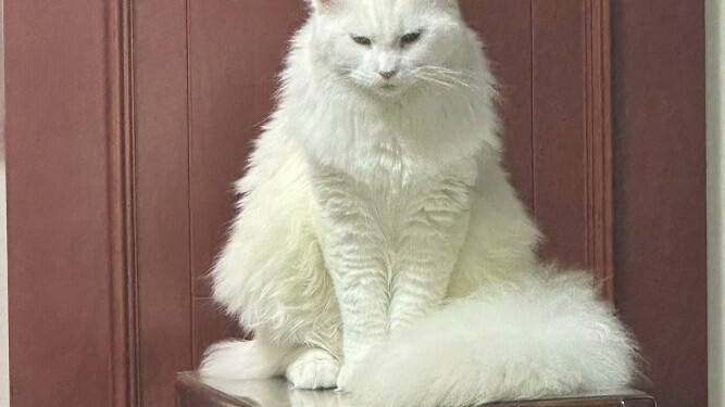 Ornamen kucing...ini adalah sinar keberuntungan