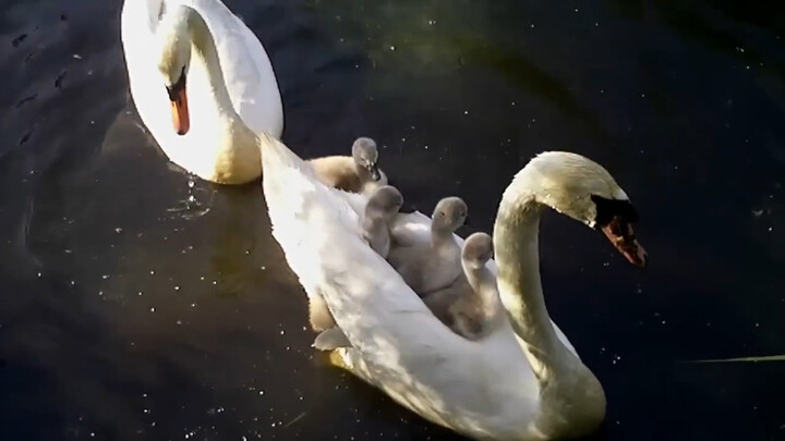 Even the swan dad can turn into a swan boat to carry his kids—today it’s mom’s day off. (He carried 