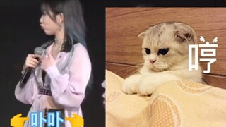 [Lagu dan Tarian Acak Eunsui] Momen Mengumpulkan DNA! Shen Mengyao: "Sepertinya aku ada di sini dan 