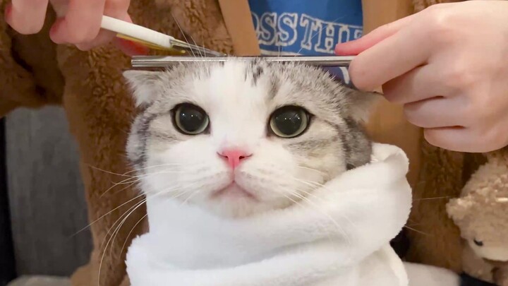猫：别在这理发店