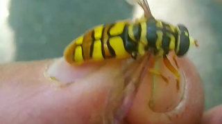 95% من الناس لا يعرفونه، كائن غريب يشبه النحل والذباب في آن واحد