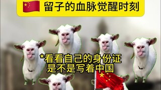 【Cat Meme】The Moment Chinese Students' Inherited Blood Awakens: Upholding the One-China Principle