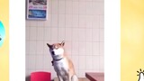funny dogs and cats🤣