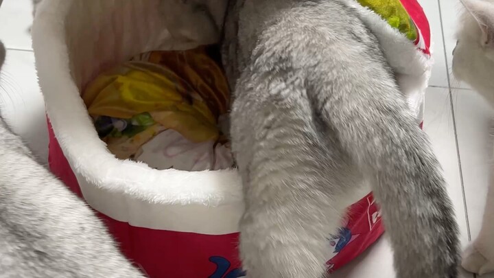 This instant-noodle nest is so cozy—no sooner did I take it out than my timid cat hopped right in; i