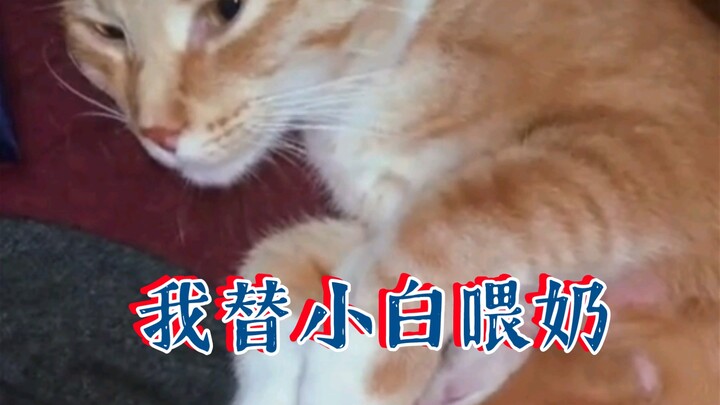 Đại Cát: Mình không có bé con nào phối màu như bạn cả, bạn tặng mình một con đi!