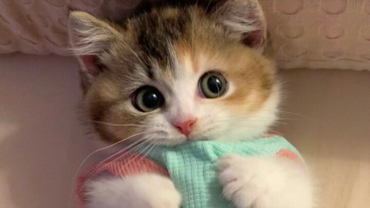 “The world is falling apart, but cats mend it with love.”