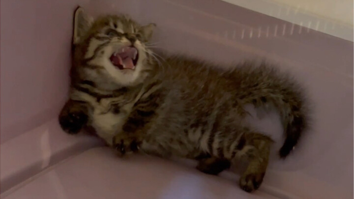 Cat Monk Academy Is Now Packed with Tabby Cats—Cat Monk Academy’s Sea Cucumber Farming Base