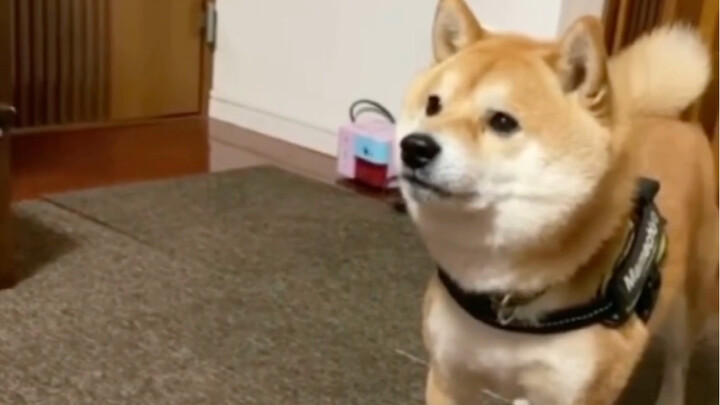 【Chó Shiba】Shiba đỏ: Anh không yêu em nữa à? (Dần dần hóa đá) Kiểm định chó Shiba | Cách chọn chó Sh