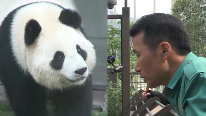 If We Had Never Met: Daddy Jiang and his most beautiful daughter in the world, the giant panda Huani