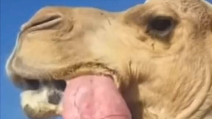 Lạc đà thực sự có nôn dạ dày ra ngoài để hạ nhiệt không??