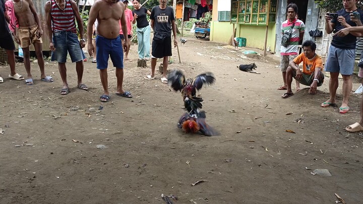 2x winner di na binadbaran ng Tari bagong purga pa 8 mos super sweater