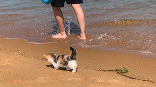 【Napoleon Cat】Cute Little Thing Walking Beside Its Owner