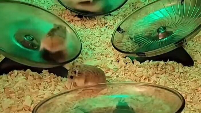 Kelab malam hamster, mulai seru