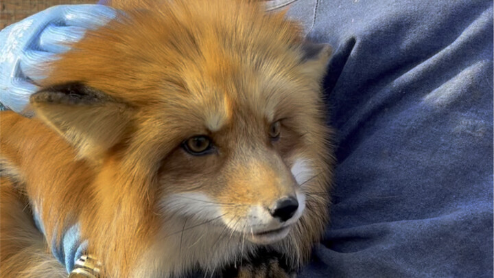 Little Fox’s shipping process