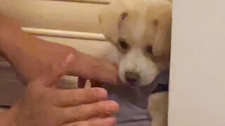 “Chó con tớ đây, lại sắp bị đánh rồi”