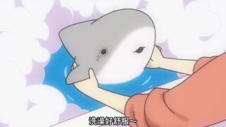 这只鲨鱼有多可爱？