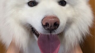 Tested and proven to be great—hurry up and get one!