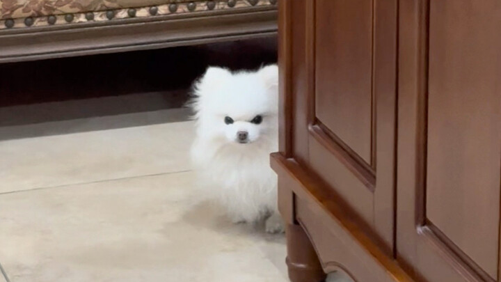 Have you ever seen a dog without paws…?