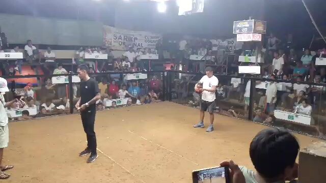 Win Tornado x Pumpkin champion 3 cock taytay palawan