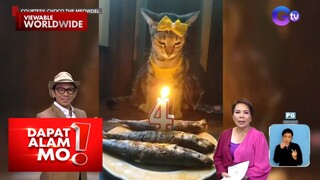 Birthday cake ng isang pusa, gawa sa galunggong! | Dapat Alam Mo!