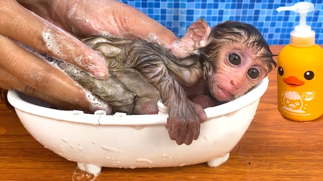 Monkey Baby Bon Bon eats Watermelon Jelly with puppies and bathes with  ducklings in the bathroom 