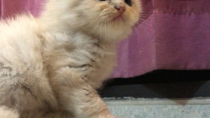cats