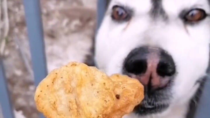 For four whole years, a young woman fed a guard dog through the fence—yet in the end, she couldn’t e