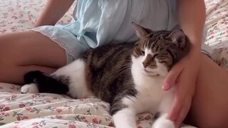 kucingnya lucu...