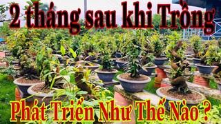 trồng mai vàng sau 2 tháng sẽ như thế nào ? | cách trồng mai vàng phôi trên chậu đơn giản