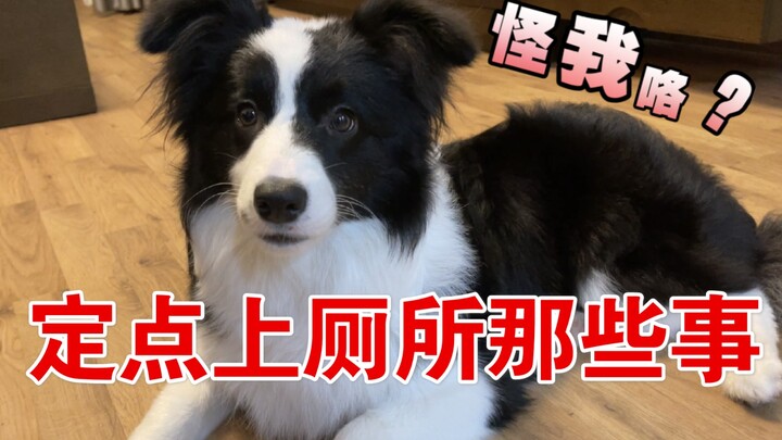 【เคล็ดลับฝึกสุนัข】ฝึกให้หมาฉี่-อึเป็นที่เป็นทางทำไมไม่ได้สักที? รู้รายละเอียดเหล่านี้มือใหม่ก็ทำได้ง