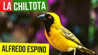 LA CHILTOTA ALFREDO ESPINO 🐦🥭 | Jícaras Tristes Pájaros de Leyenda 🌳 | Alfredo Espino Poemas