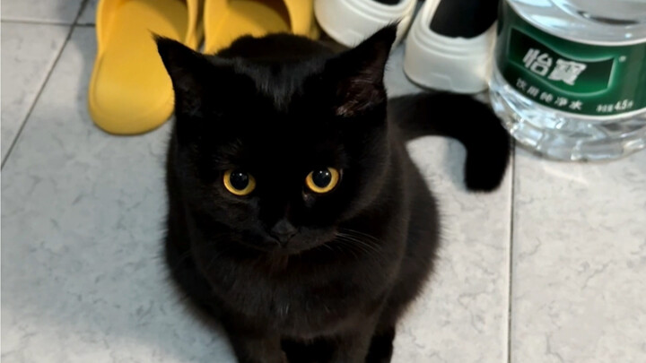 小黑猫很贵吗 为什么只养一小坨！