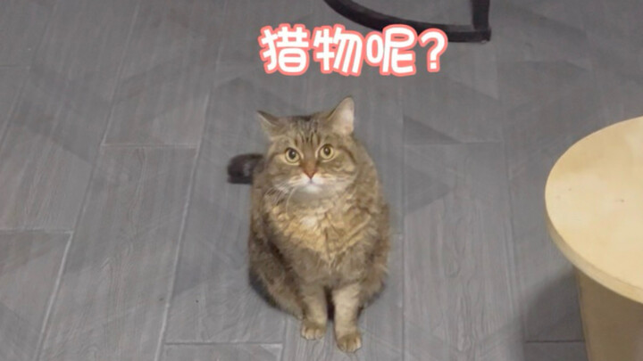 Ternyata, seberapa pun kamu payah, si kucing tetap mencintaimu!