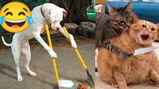 new funny animals  cats and dogs videos😂😹🐕