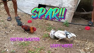 Leapy White VS Boston Sweater Spar!!           JRP Gameyard