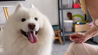 [Hewan]Anjing Pintar yang Tahu Meminta Makan