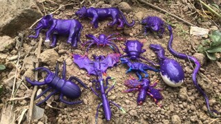 Vệ Sinh Các Con Vật: Con Rắn - Con Ếch - Con Bọ Ngựa - Con Bọ Hung - Con Báo