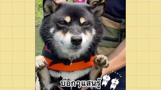 เพื่อนตัวน้อยแสนซน : บ๊อกๆแสนรู้