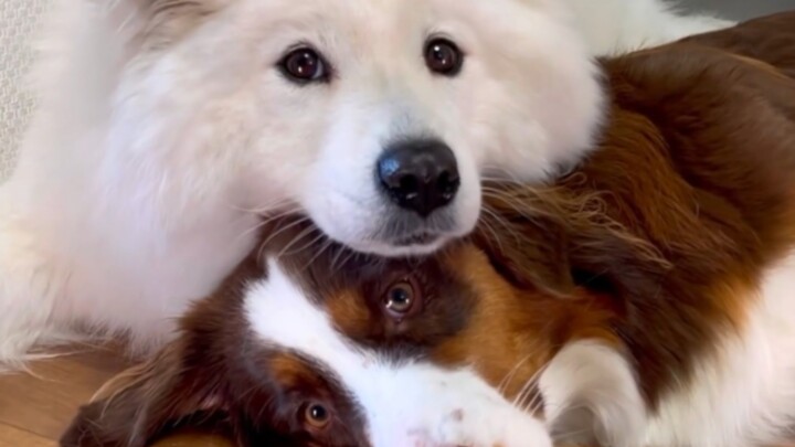 When a Dog’s Toy Turns Into a Real Dog