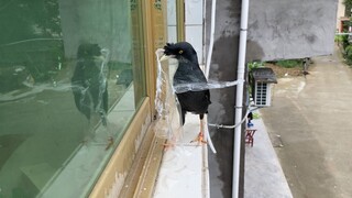 [Animals]A junkman in it's breeding season-myna