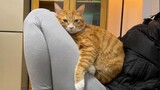 [Animals]Be stuck together with pet cat|Satoshi Gogo - <あの日の帰り道>