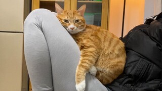 [Animals]Be stuck together with pet cat|Satoshi Gogo - <あの日の帰り道>