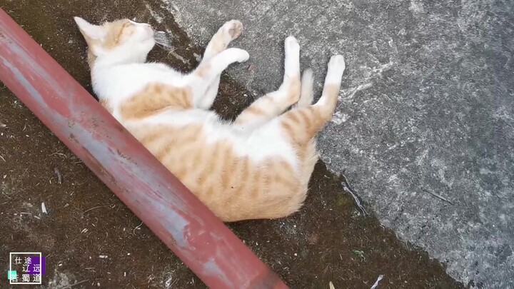 Kucing liar santai berbaring di pinggir jalan, lalu diraba-raba oleh pelaku pelecehan!