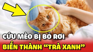 Cứu giúp bé MÈO HOANG bị bỏ rơi ai dè về thành TRÀ XANH chính hiệu 😂 | Yêu Lu